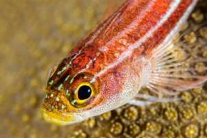 Common ghost goby.  Nikon D4, 105mm & +10 diopter by Paul Colley 